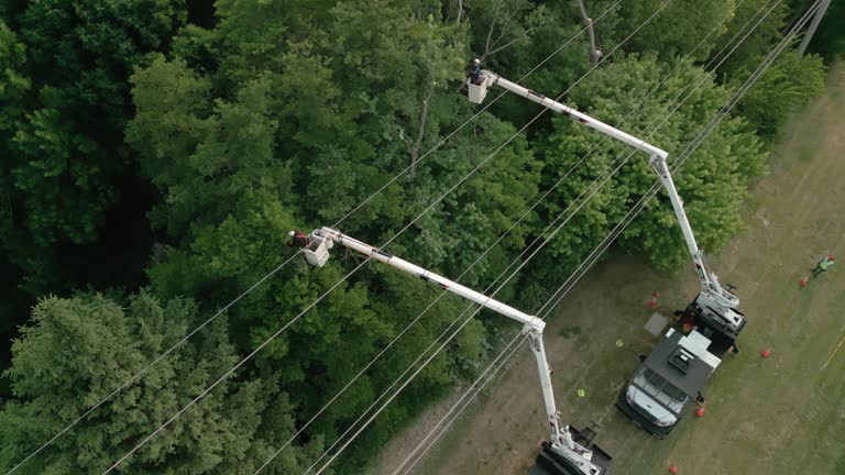 Best Root Management and Removal  in Marysville, OH